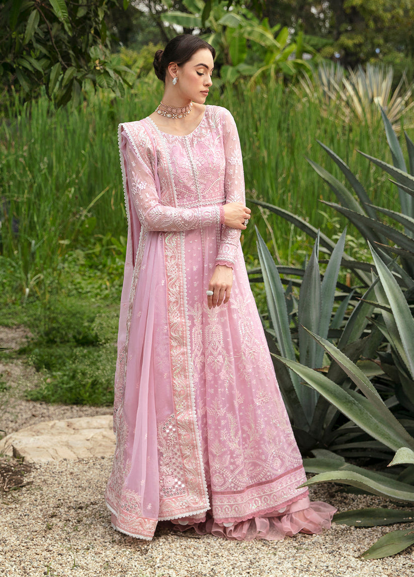 Gulaal Chiffon Fancy